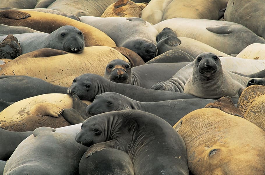 herd of sea mamals, Elephant Seals, Rock, Ocean, resting, wildlife