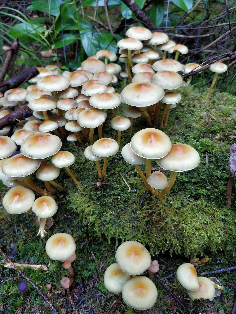 sponge, white, soil, mushroom, fungus, land, plant, toadstool HD wallpaper