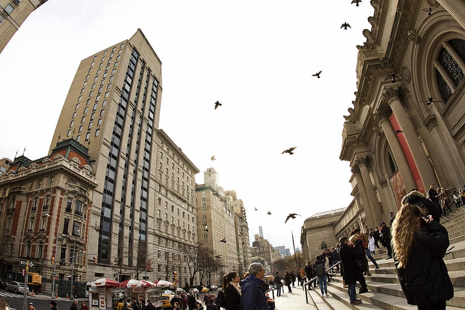 bird flying in city, building, architecture, birds, flock, building exterior HD wallpaper