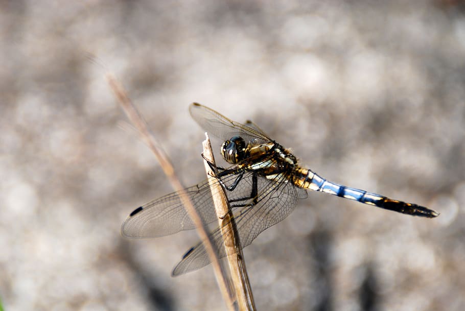 dragonfly, insect, bug, nature, animal, wildlife, wing, summer HD wallpaper