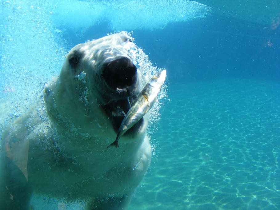 polar bear, white, predator, nature, underwater, sea, swimming HD wallpaper