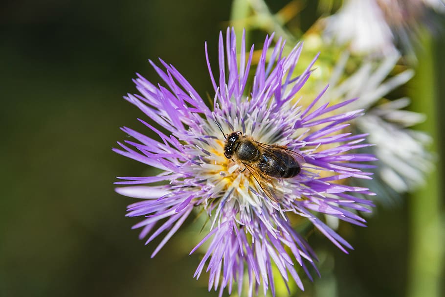 bee, flower, insect, flowers, nature, pollination, flowering plant HD wallpaper
