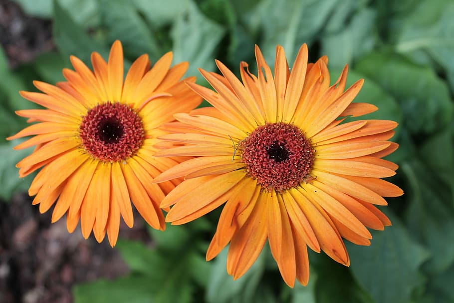 flower, nature, spring, summer, plant, floral, outdoor, color HD wallpaper