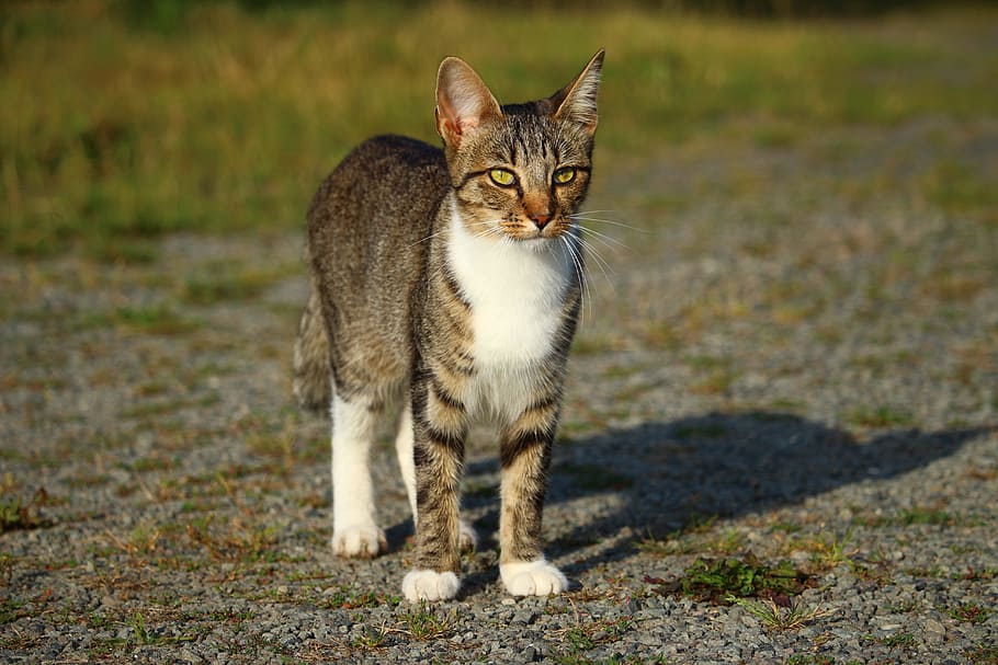 white, gray, and brown cat, mieze, kitten, mackerel, tiger cat HD wallpaper
