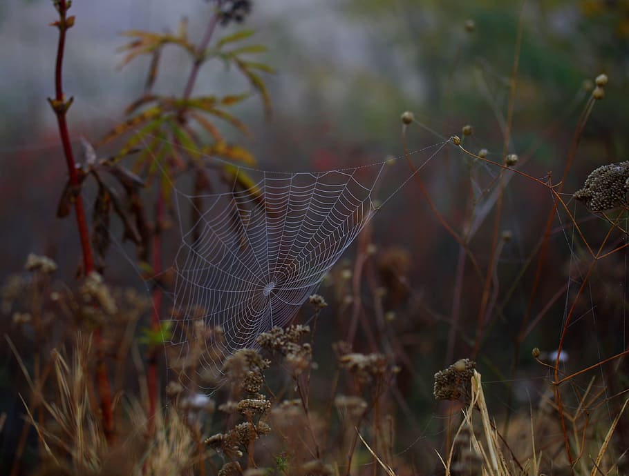 spider web, wet, hooked, place, dew, drops, nature, plant, close-up HD wallpaper