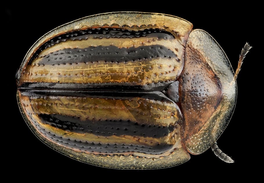 tortoise beetle, insect, macro, nature, close up, wildlife HD wallpaper