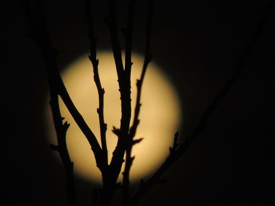 month, full moon, dark, night, bush, background, detail, silhouette HD wallpaper
