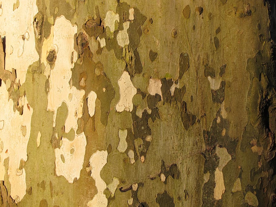tree bark, plane, log, wood, structure, wood picture, tribe HD wallpaper