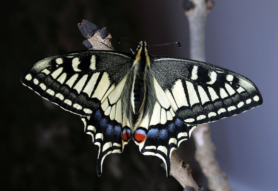 close up photo of tiger swallowtail butterfly, macro, insect HD wallpaper