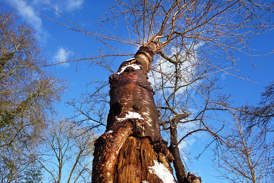 tree, tree trunk, bark, bare branch, winter tree, snow, rising up HD wallpaper