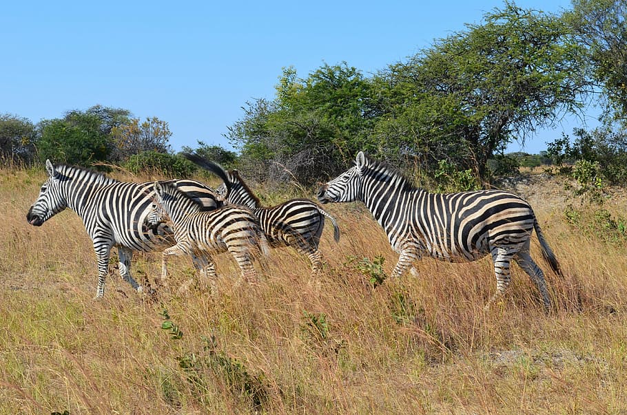four zebra on grass, zebras, wild, wild life, animals, zimbabwe, HD wallpaper
