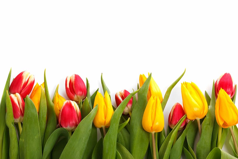 yellow, red, and green petaled flowers, background, bloom, border HD wallpaper