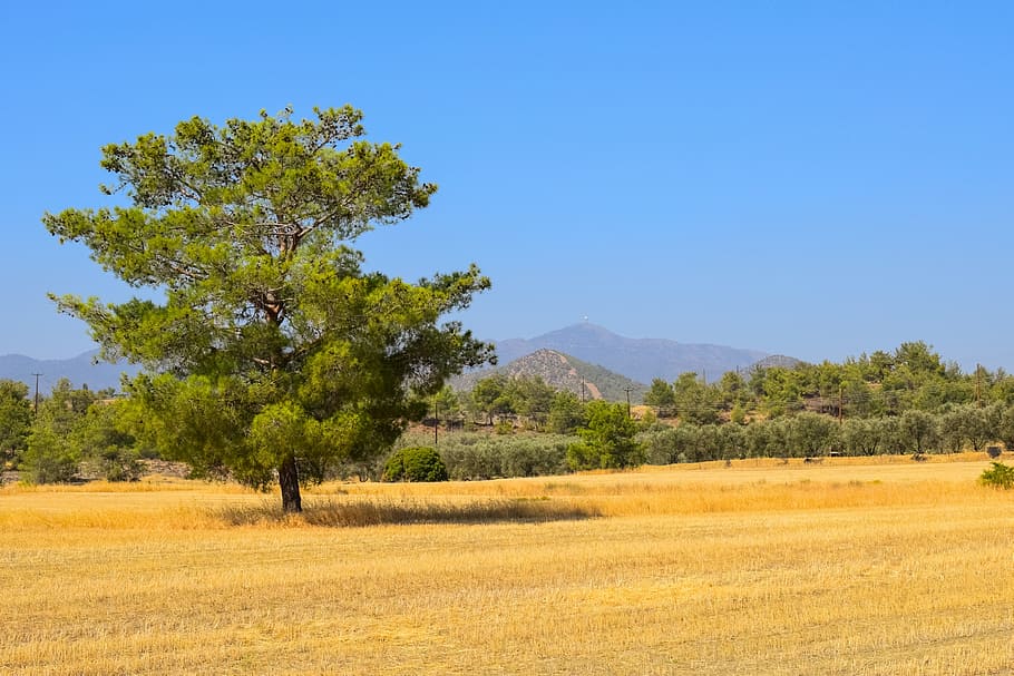 green tree in field, landscape, nature, forest, summer, scenery HD wallpaper