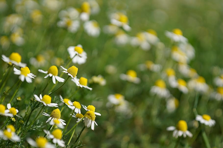 Chamomile, Plants, Camp, Grass, Wild, flower, green, supplies HD wallpaper