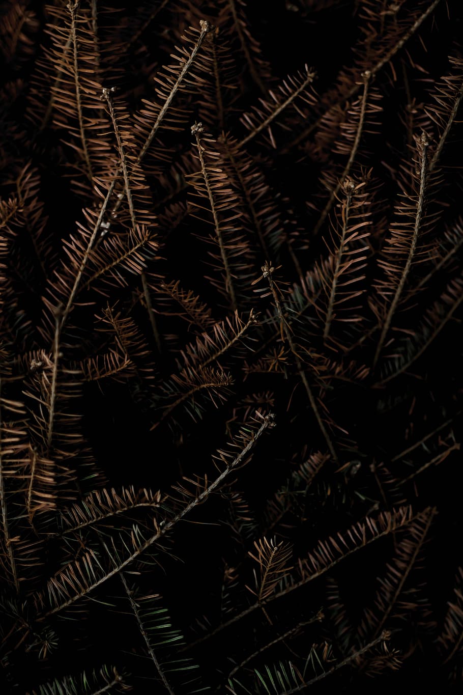 brown leaves, bunch of brown leafed plant, tree, pine, evergreen HD wallpaper