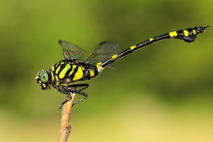 insects, dragonfly, perched, wings, colors, patterns, gradient HD wallpaper