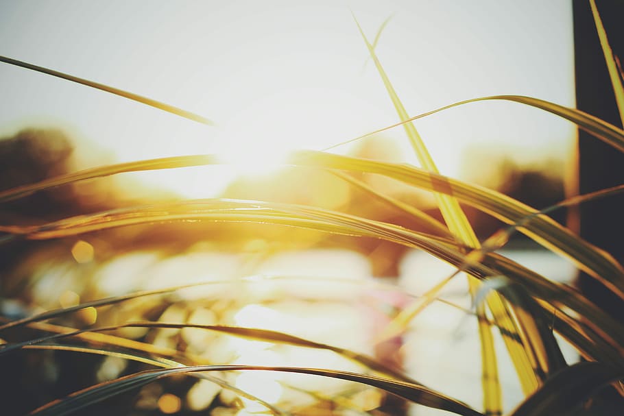 closeup photo of leaves during sunrise, closeup photo of grass and body of water HD wallpaper