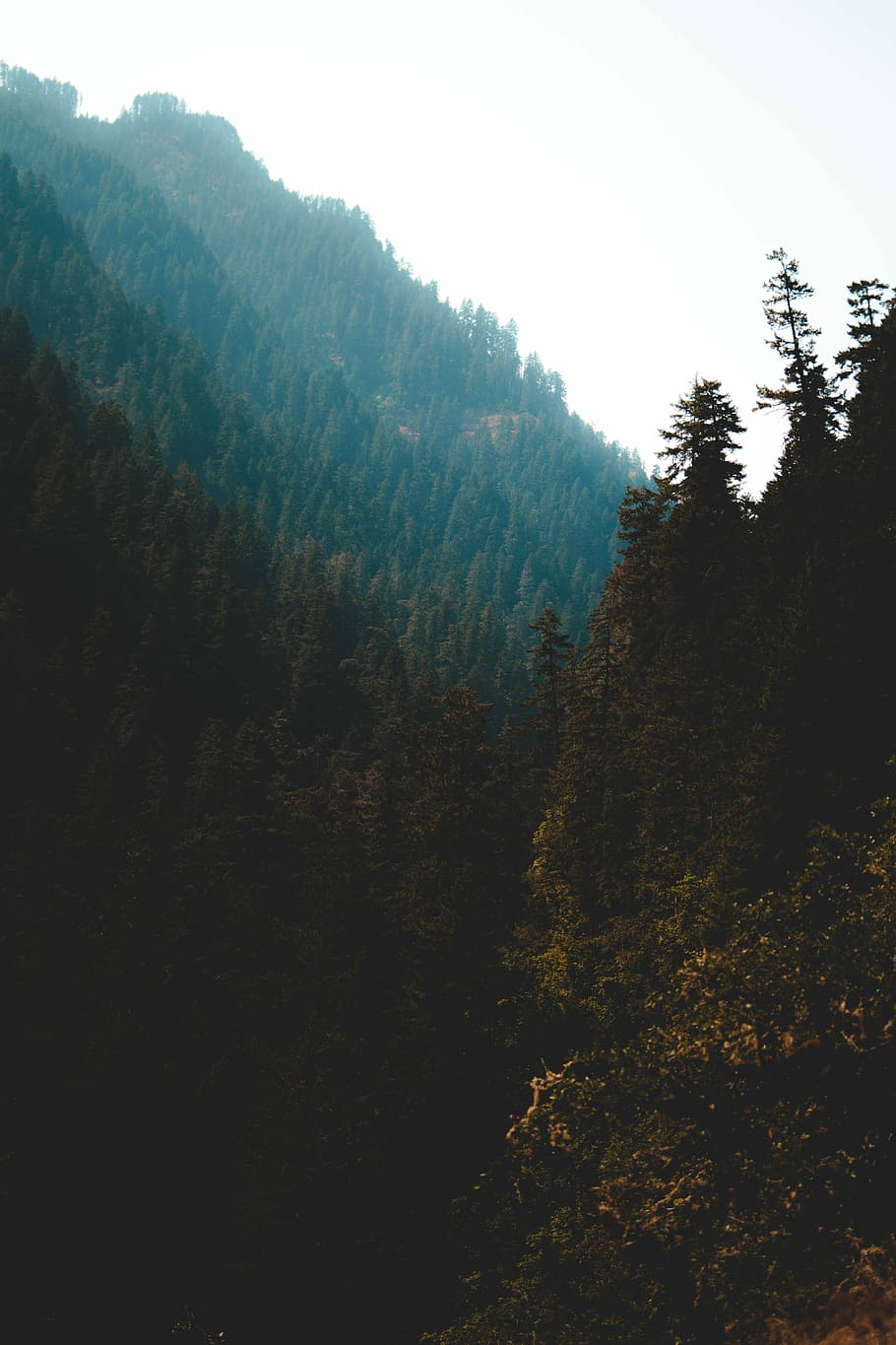 green pine trees during daytime, tall green leafed trees within mountain range during daytime HD wallpaper