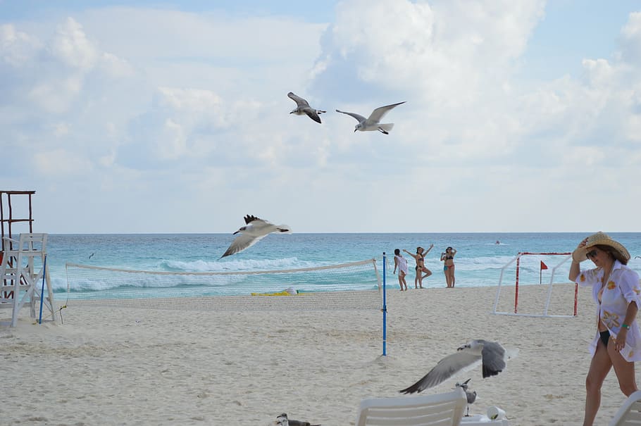 bird, encyclopedia, fly, birdie, sea, beach, water, land, sky HD wallpaper