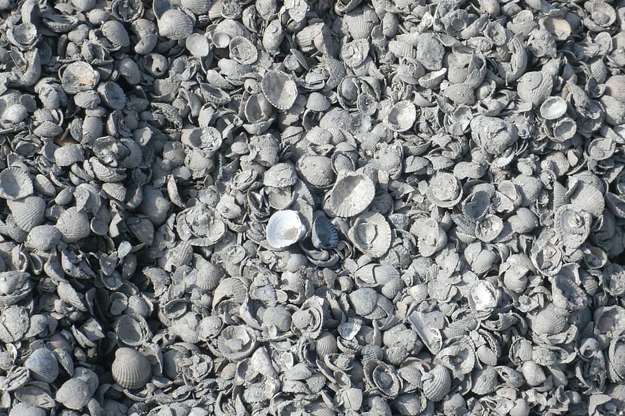 Shells, Ameland, Sea, sandy beach, island, land wash, backgrounds HD wallpaper