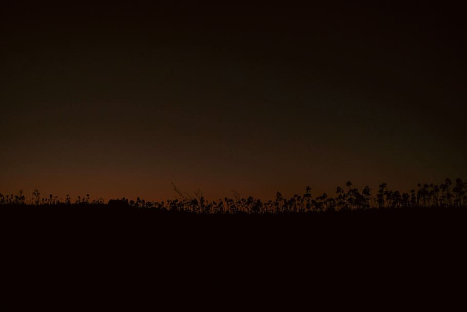 selective focus photography of black leafed plants, silhouette of tress HD wallpaper