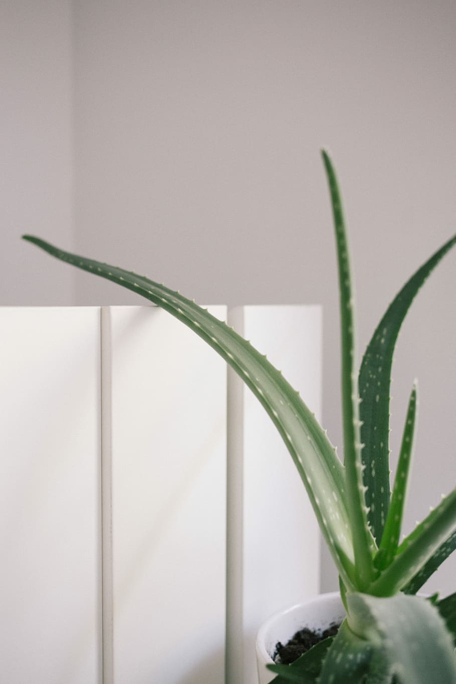 Aloe vera plant on pot near wall, green aloe vera plant, decor HD wallpaper