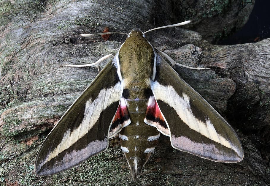 close up photo of white lined sphinx moth, macro, insect, wing HD wallpaper