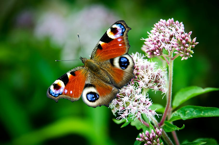 peacock butterfly perched on white flower in close-up photography during daytime, HD wallpaper