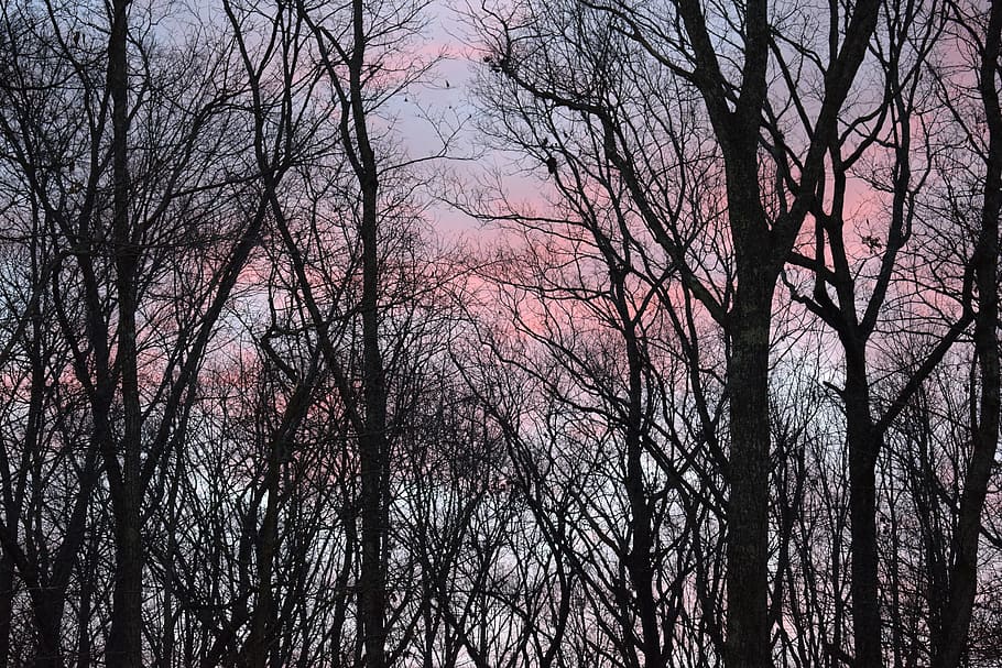 Sunrise Clouds Through Trees, Sunrise, plant, nature, morning HD wallpaper