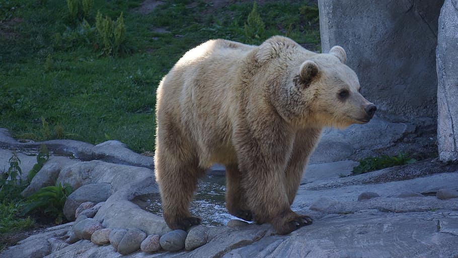 polar bear standing near grasses, a brown bear, ursus arctos, HD wallpaper