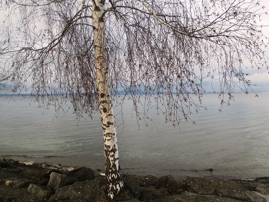 tree, birch, romanshorn, winter, stones, water, lake, clouds HD wallpaper