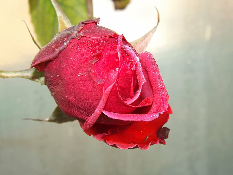 rose, red, dew, flower, petals, drops, water, beauty in nature HD wallpaper