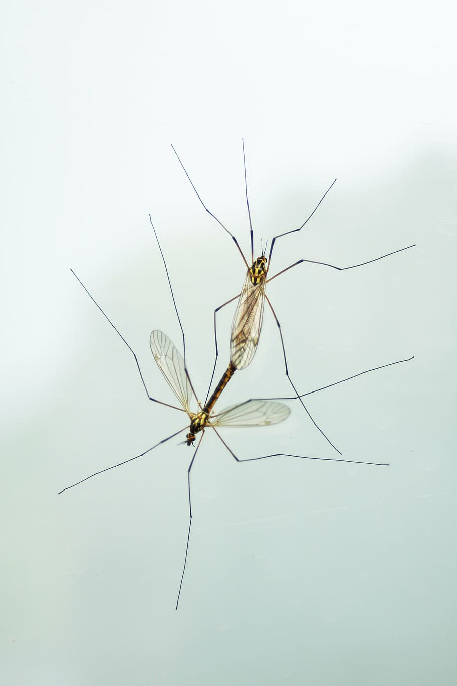 insect, mating, spring, love, nature, reproduction, insects mating HD wallpaper