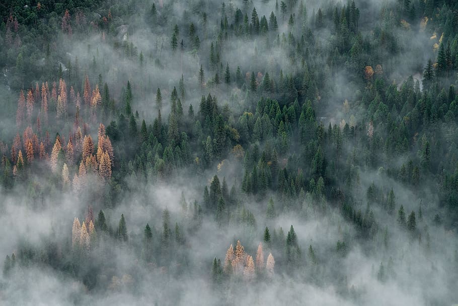 bird's view of tall trees covered with smokes, aerial photo of pine trees covered with fog during twilight