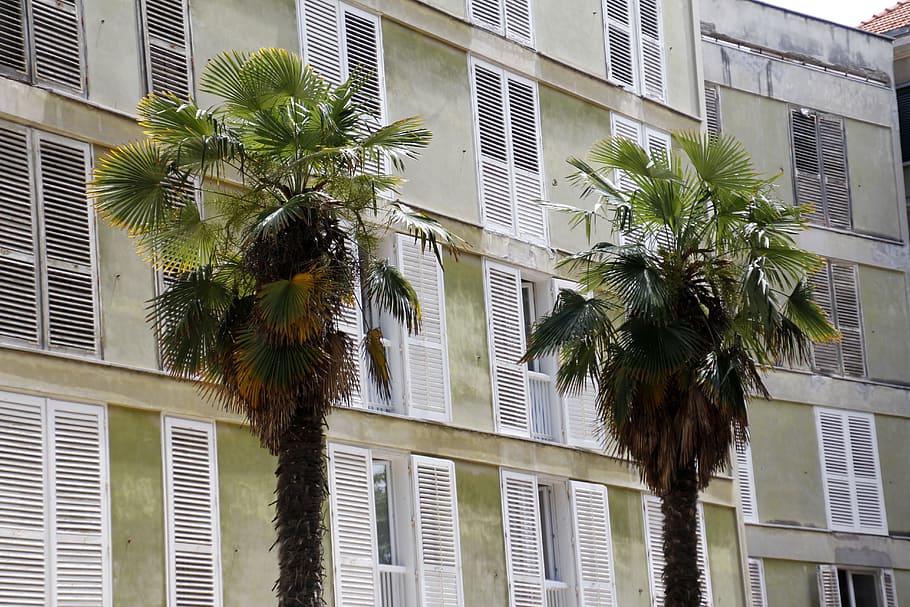 palm trees, two, togetherness, harmony, love for two, architecture HD wallpaper
