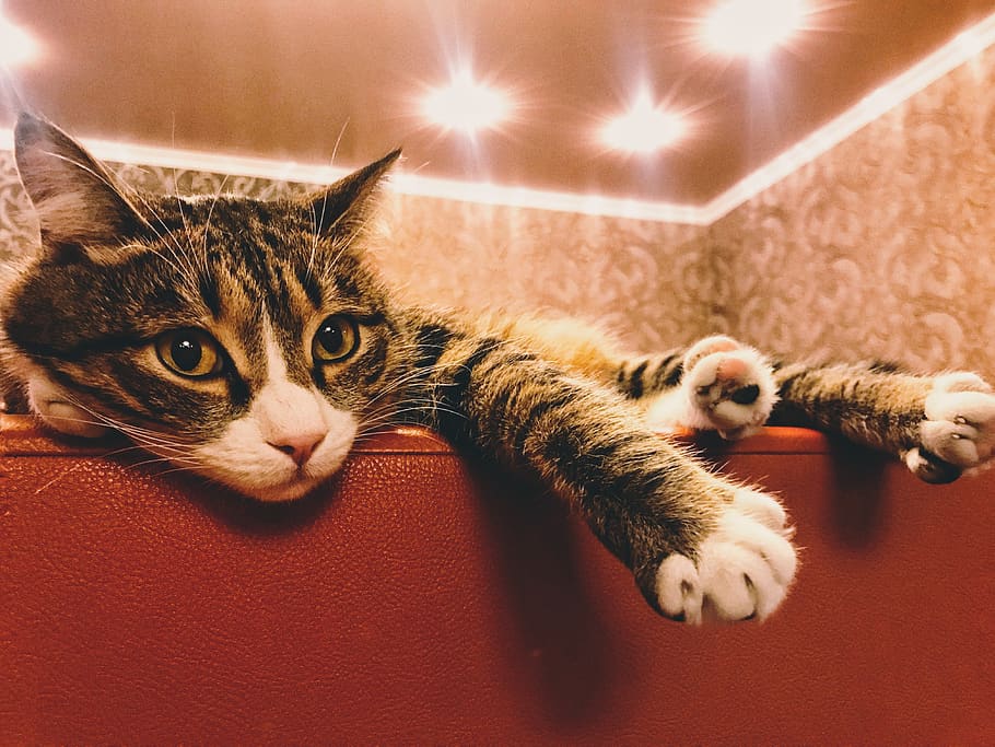 cat, cats, housecat, domestic cat, pets, feline, mammal, domestic animals HD wallpaper