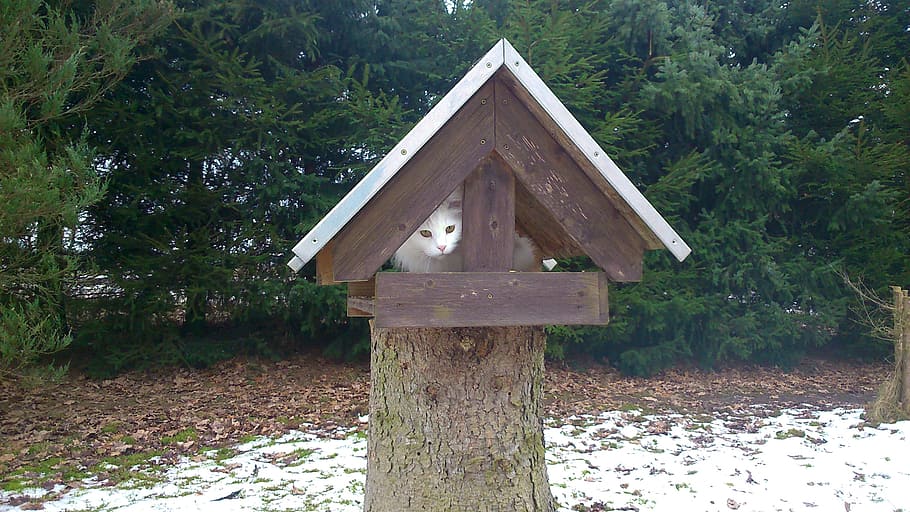 Cat, Aviary, Pets, nature, wood - Material, house, outdoors HD wallpaper