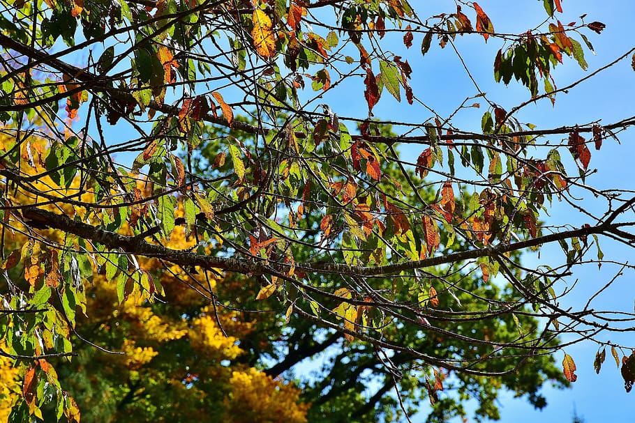nature, forest, trees, autumn, october, golden october, season HD wallpaper