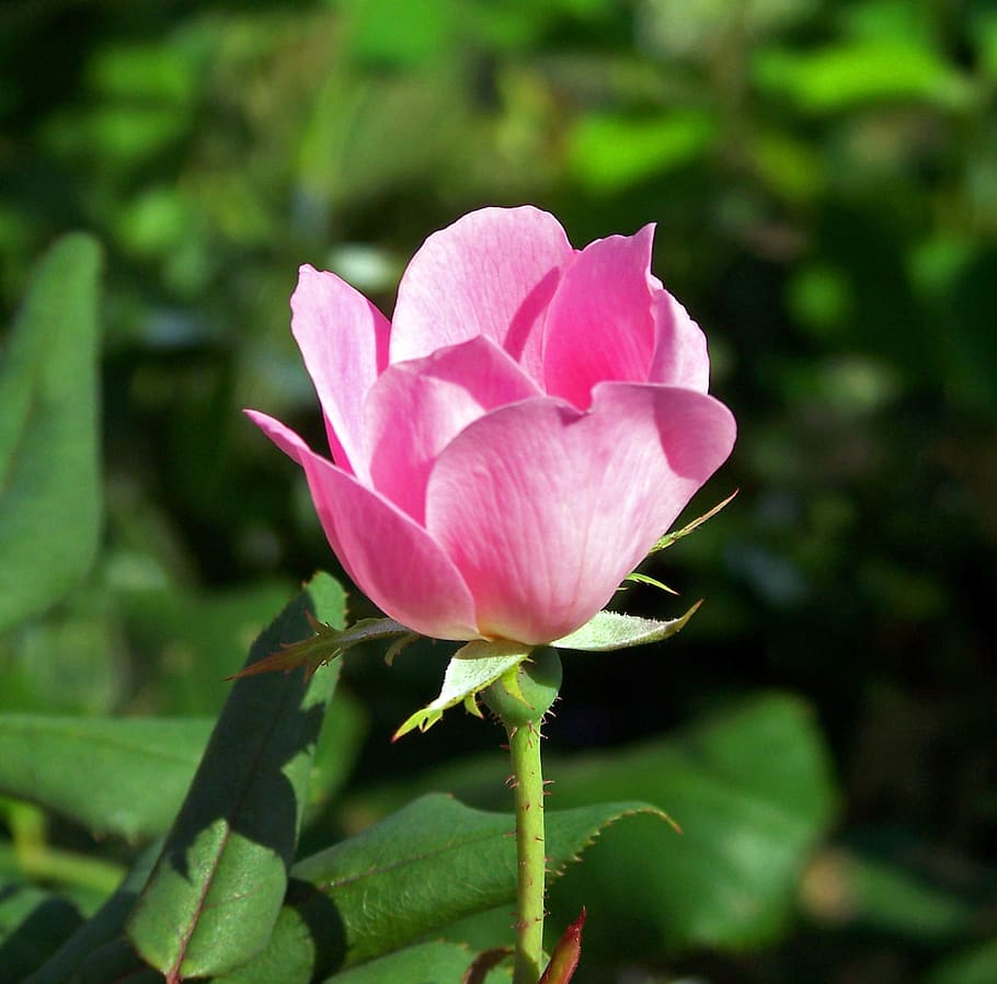 Rose, Pink, Bloom, Blossom, Colorful, detail, flora, floral HD wallpaper