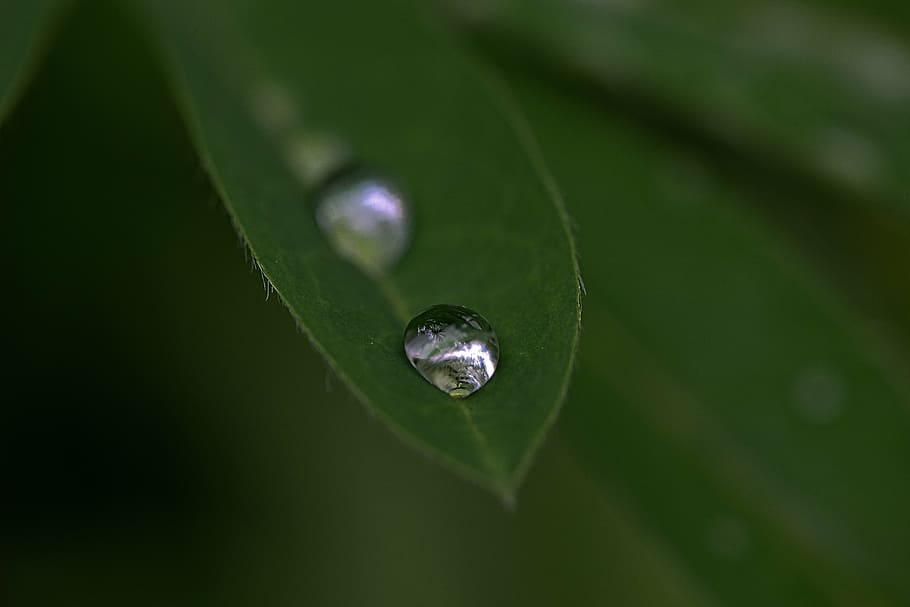 drops, droplet, water, clear, liquid, aqua, surface, macro HD wallpaper