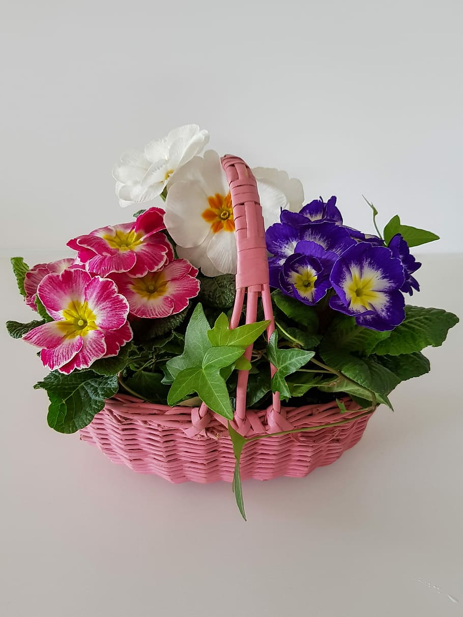 flower basket, primroses, primula, spring, summer, colorful HD wallpaper