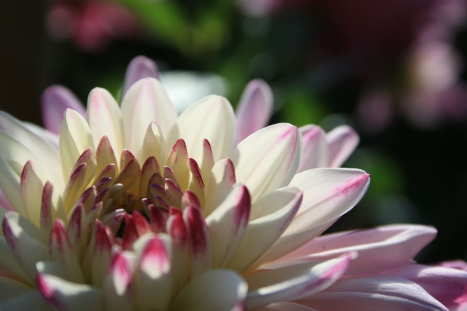 selective focus of white petaled flower, dahlia, blossom, bloom HD wallpaper