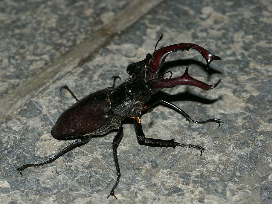 stag beetle, insect, nature, threatened, invertebrate, animal themes HD wallpaper