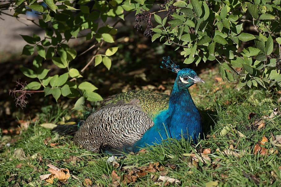 peacock, blue, colors, beautiful, natural, animal, vertebrate HD wallpaper