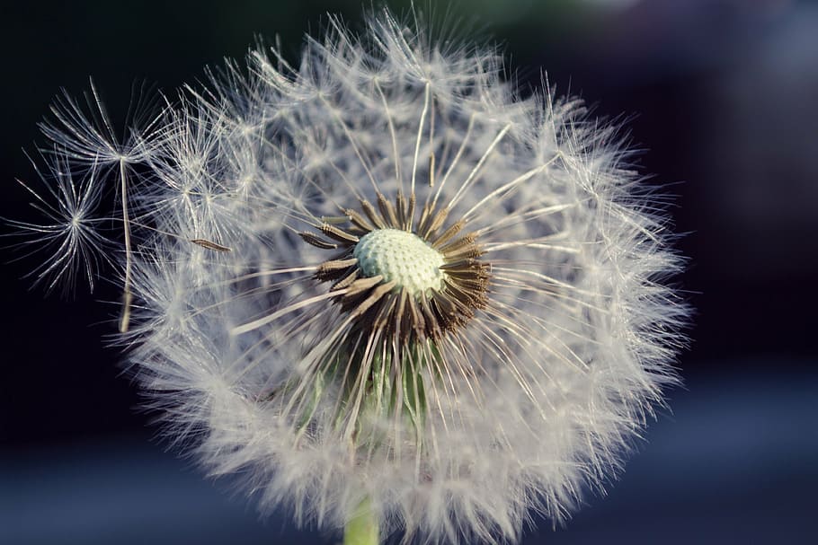 dandelion, white, plant, macro, nature, summer, bloom, furry HD wallpaper