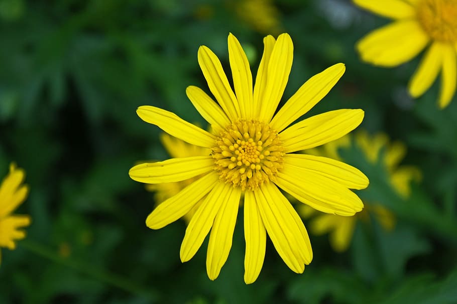 Daisy, White, Flower, Nature, Summer, green, spring, grass HD wallpaper