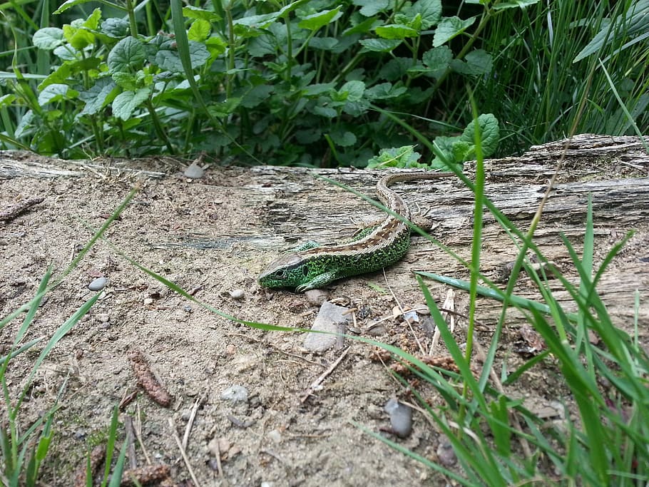 lizard, reptile, animal, wildlife, nature, snake, one animal HD wallpaper