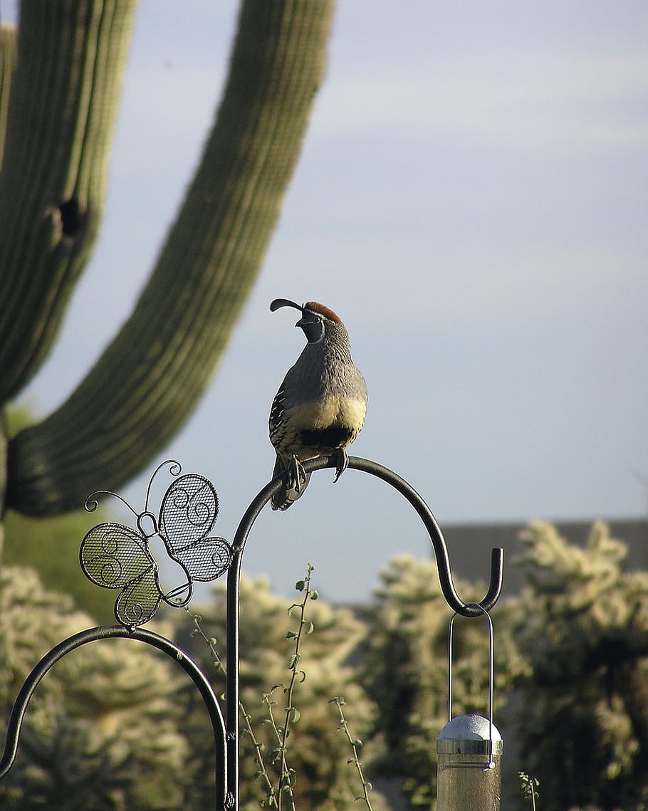 gambel's quail, male quail, bird, desert, southwest, arizona