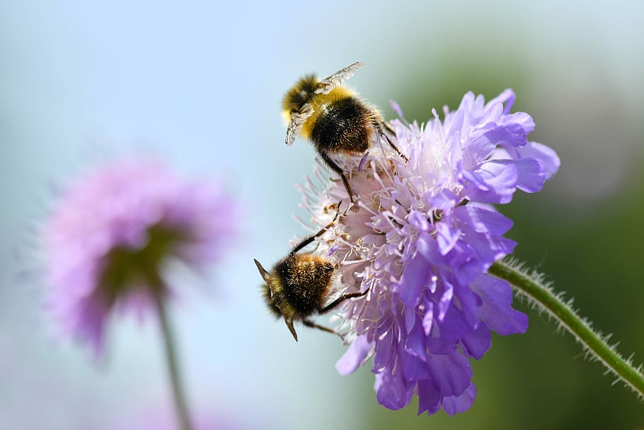 bourdon, insect, two, forage, flower, purple, pollen, sky, bee, HD wallpaper