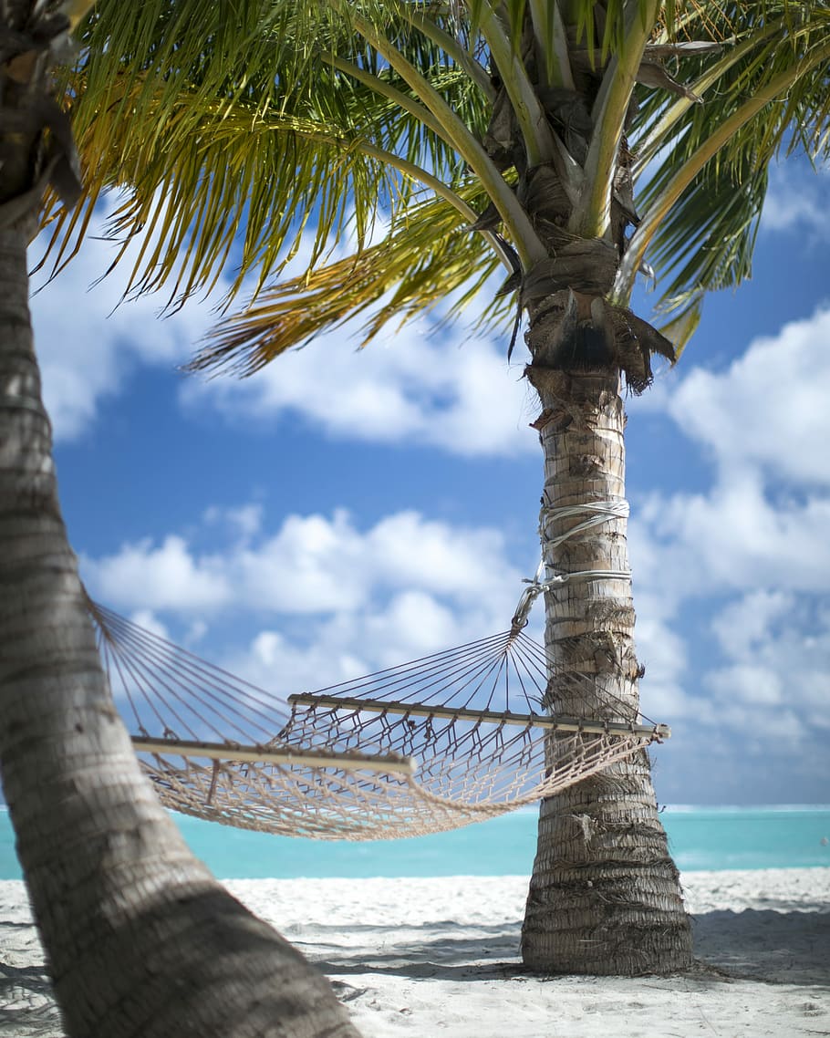 two coconut trees and beige hammock, hammock hanged on coconut trees HD wallpaper